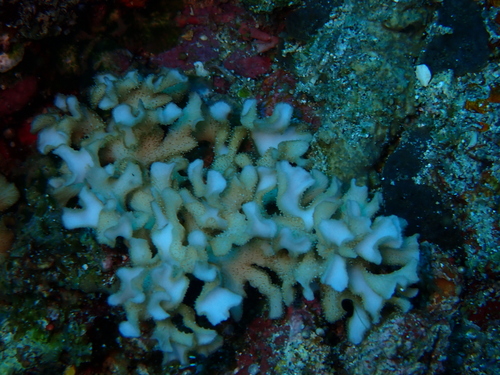 Leptoseris observed 2026-09-29