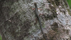 Sphenomorphus sanctus