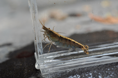 Caridina typus observed 2026-10-04