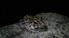 Fejervarya limnocharis