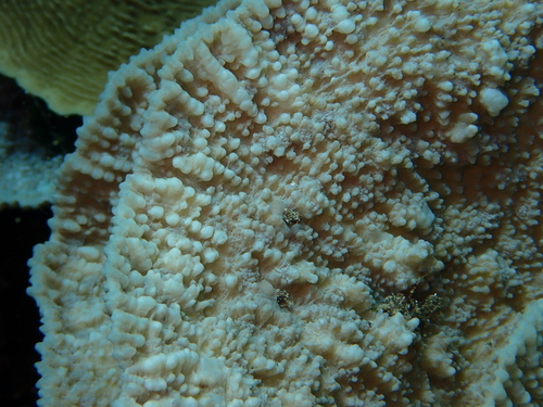 Oxypora lacera observed 2026-09-29