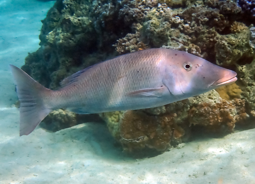 Lethrinus olivaceus observed 2026-09-16