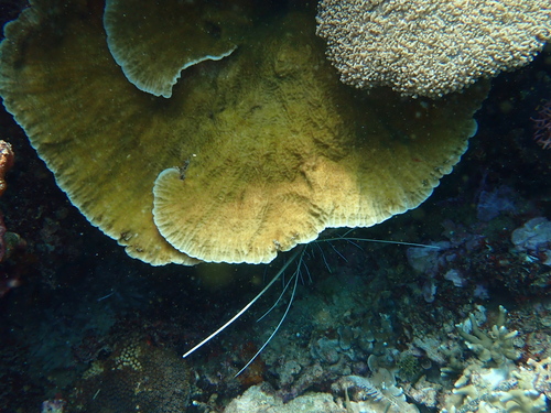 Leptoseris observed 2026-09-29