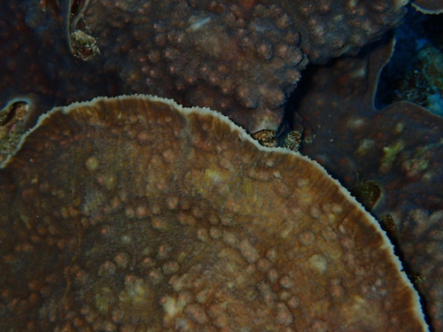 Echinophyllia aspera observed 2026-09-30