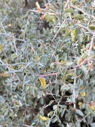 mountain whitethorn