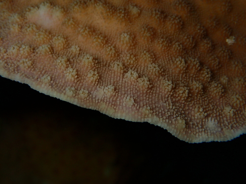 Echinopora lamellosa observed 2026-09-30