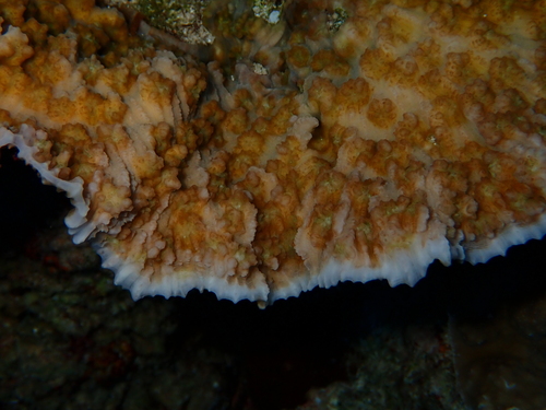 Oxypora crassispinosa observed 2026-09-30