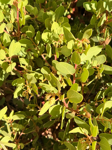 greenleaf manzanita