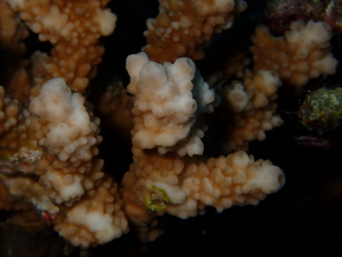 Isopora brueggemanni observed 2026-09-30