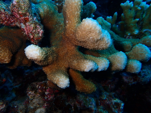 Isopora palifera observed 2026-09-30
