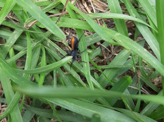 Castianeira descripta