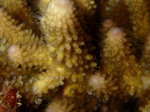 Acropora humilis observed 2026-10-01