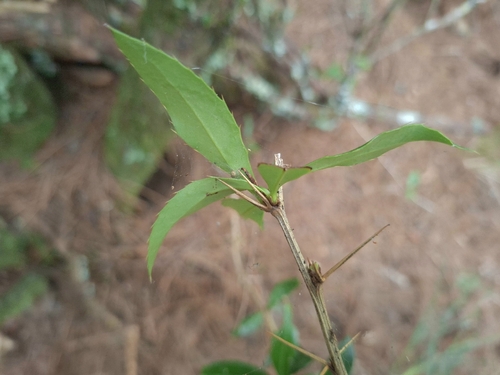 Berberis kawakamii, 2026-10-04