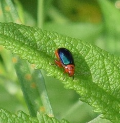 Kuschelina gibbitarsa