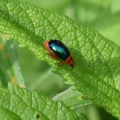 Kuschelina gibbitarsa