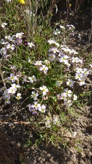 Malcolmia flexuosa