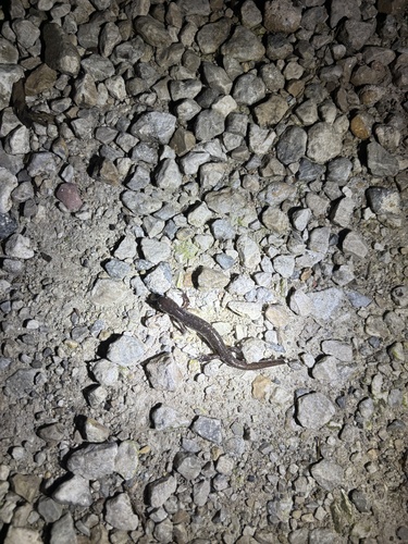 Ambystoma texanum, 2026-10-03