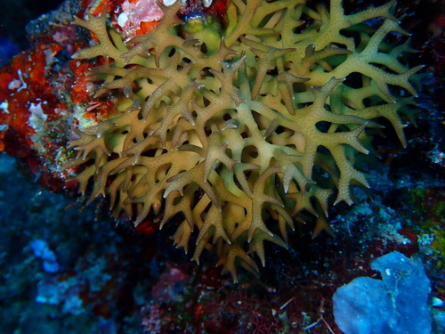 Seriatopora hystrix observed 2026-10-02