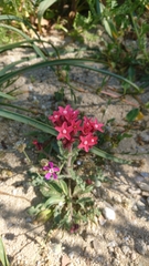 Anchusa