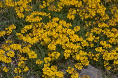 Hippocrepis comosa
