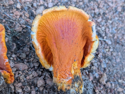 lobster mushroom