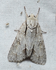 Acronicta laetifica