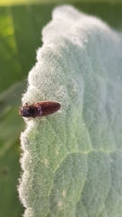 Athous haemorrhoidalis