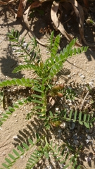Astragalus boeticus
