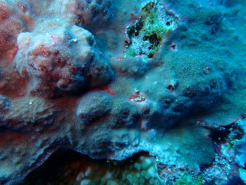 Porites rus observed 2026-10-02