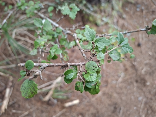 Viburnum parvifolium observed 2026-10-04