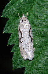 Semioscopis packardella