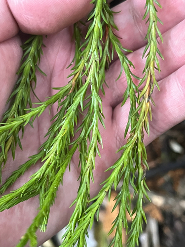 Phlegmariurus billardierei observed 2026-10-05