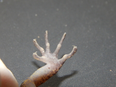 Cyrtodactylus marmoratus