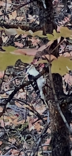 Downy Woodpecker