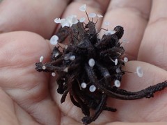 Gloiocephala