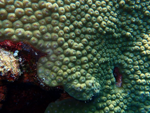 Diploastrea observed 2026-10-02