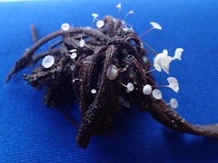 Gloiocephala