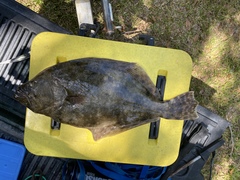 Paralichthys lethostigma