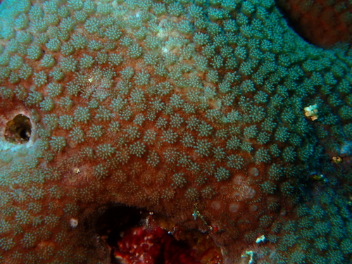 Goniopora pedunculata observed 2026-10-02