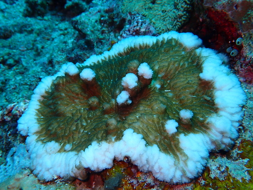 Merulina cylindrica observed 2026-10-02