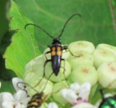 Typocerus lunulatus