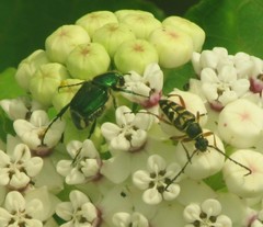 Trichiotinus lunulatus