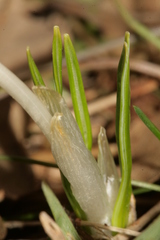 Crocus biflorus