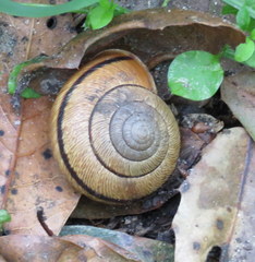 Helminthoglypta exarata