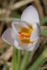 Crocus biflorus