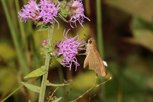 Ocola Skipper