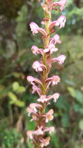 Satyrium nepalense observed 2026-10-03