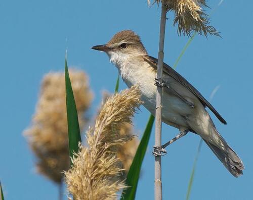 iNaturalist image