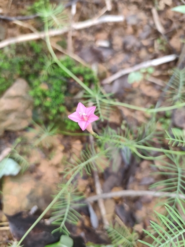 Cypress Vine