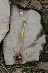 Crocus biflorus